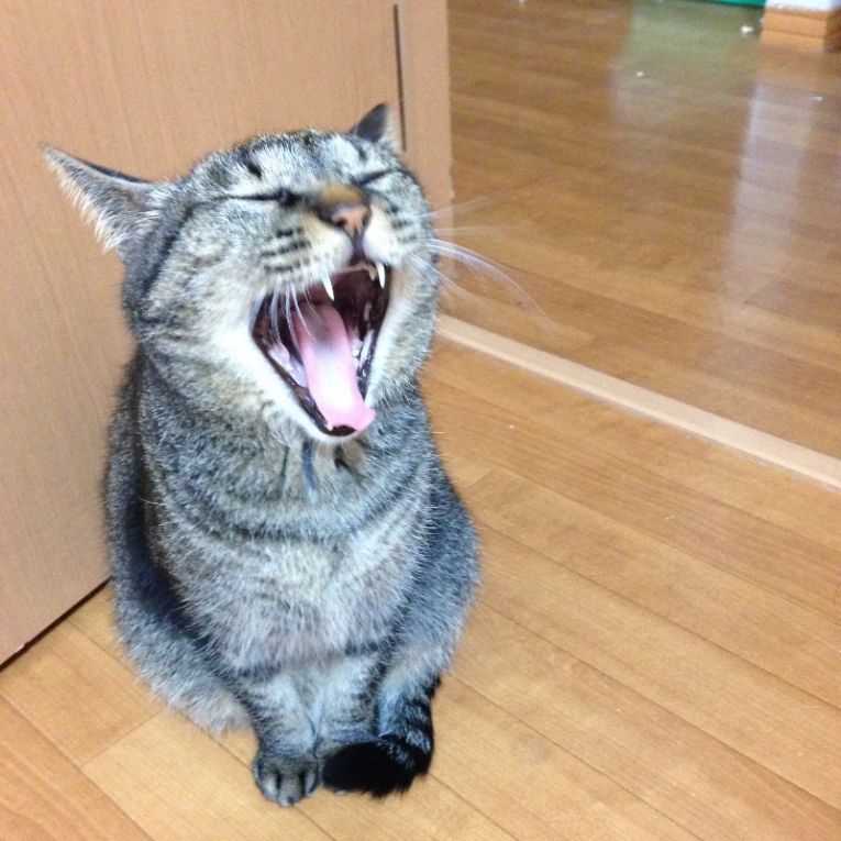 ミンミンちゃん