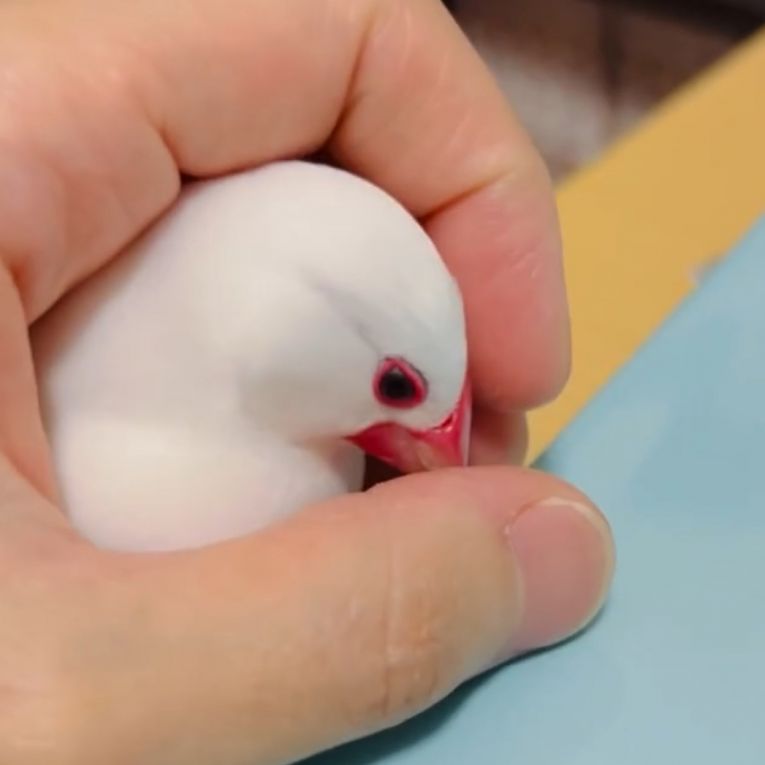 ぴーちゃん