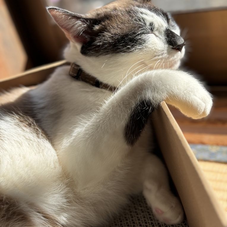 コハクちゃん
