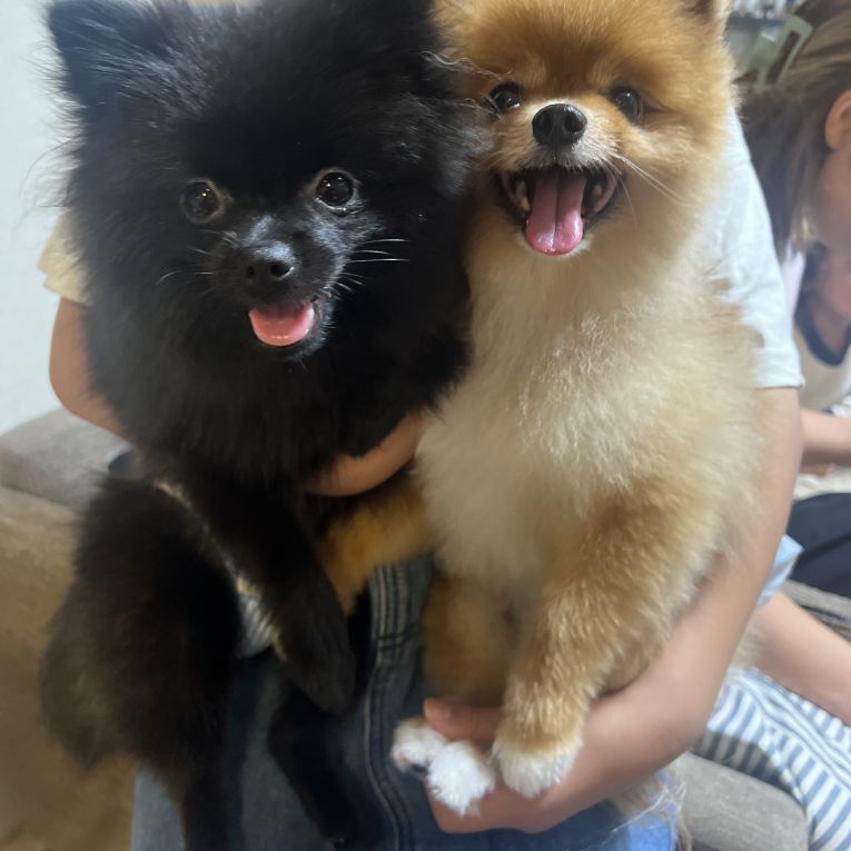 ぽんみ　わさびちゃん