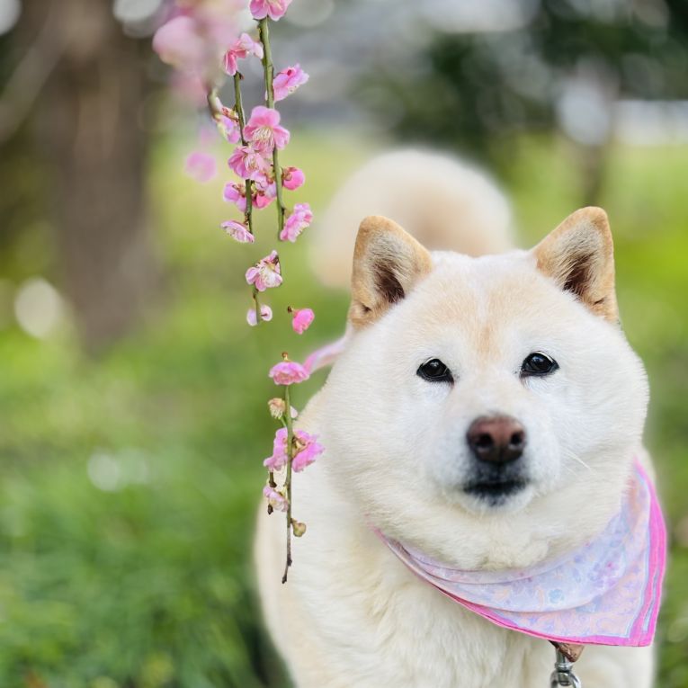 ナッツちゃん