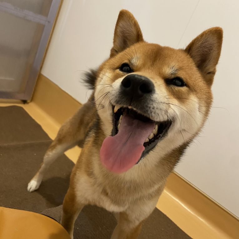 しんぞうちゃん