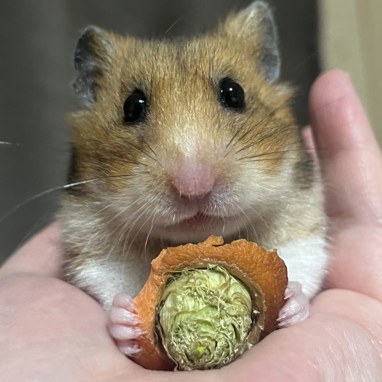 チパパちゃん