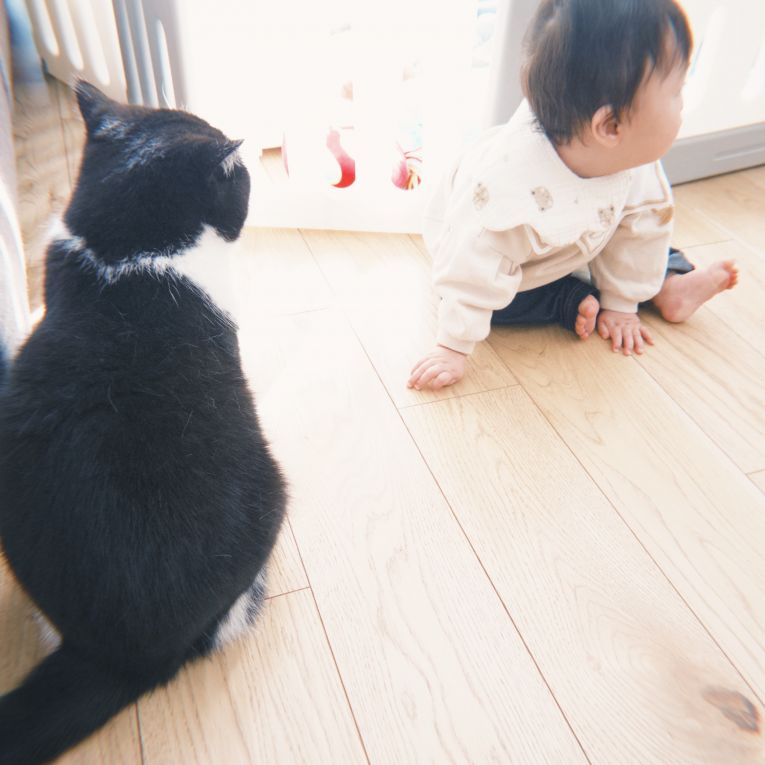 ほたてちゃん
