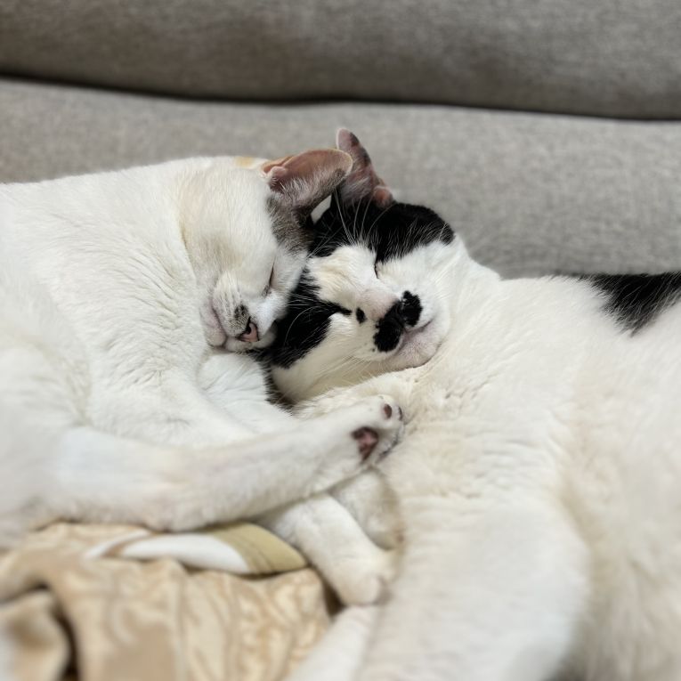 ゆき、ちょびちゃん