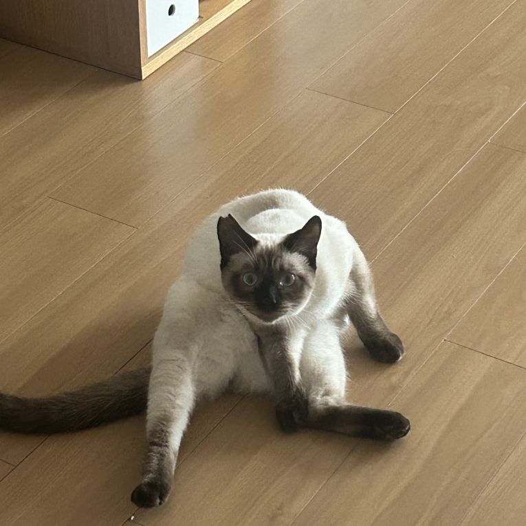 だいふくちゃん