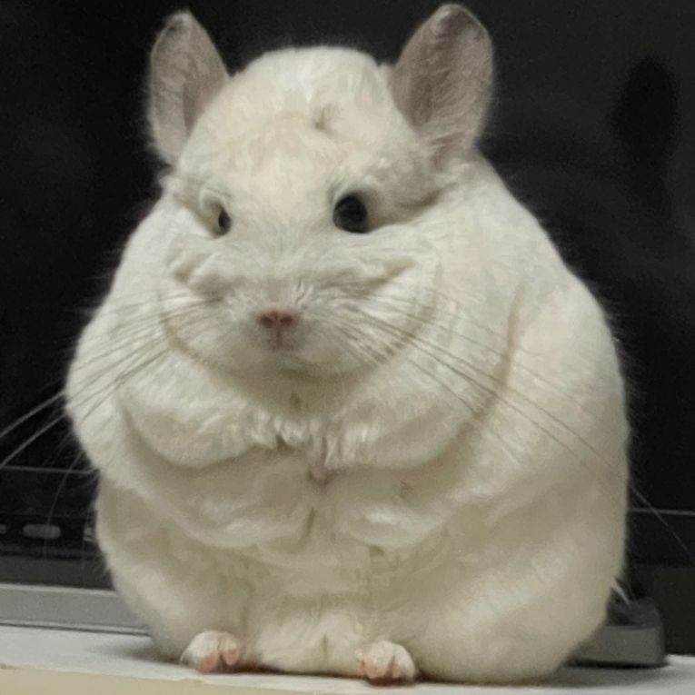 はくれんちゃん