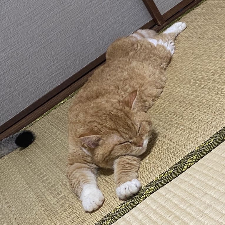 てんぷらちゃん