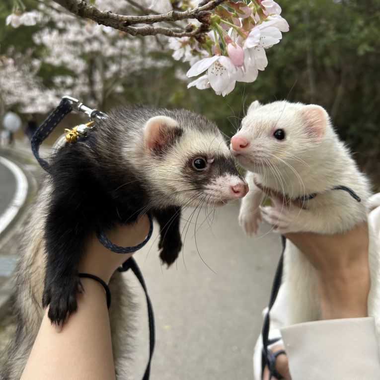 らいとふうちゃん