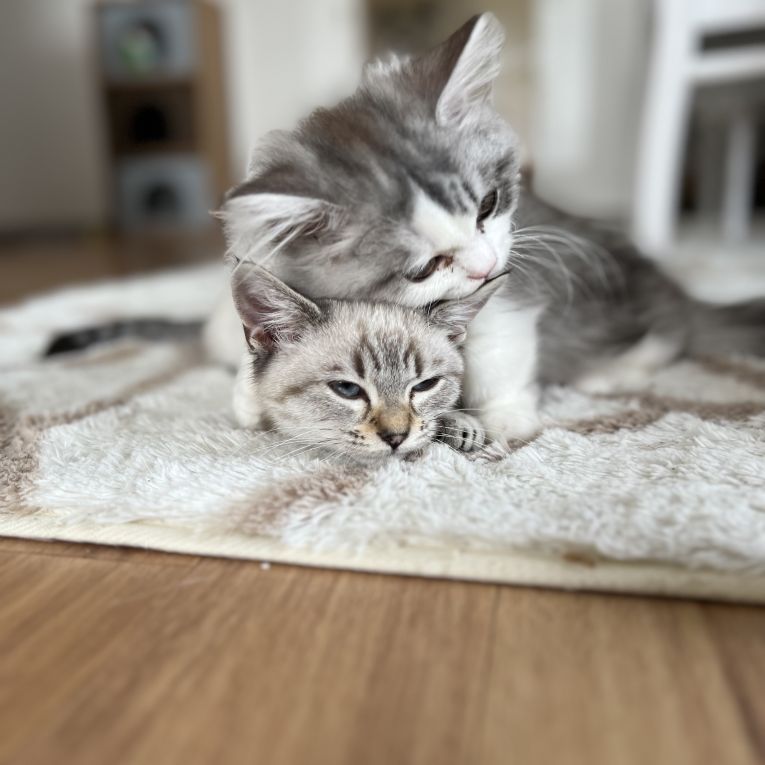 うずらとするめちゃん