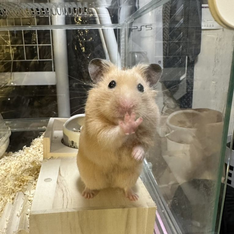キンちゃん