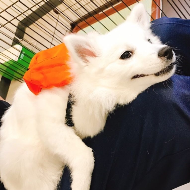 こまちゃん