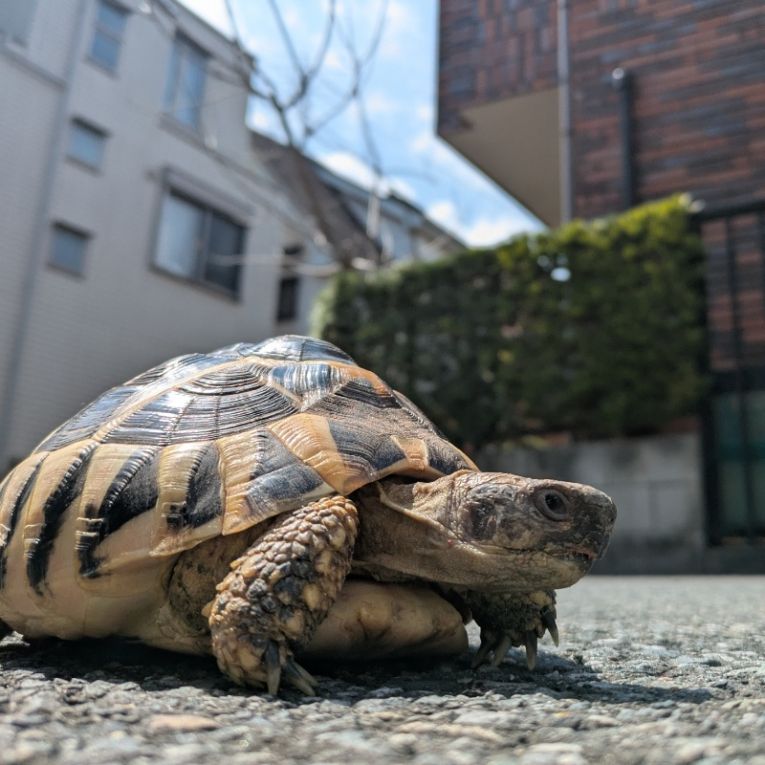 きくちゃん