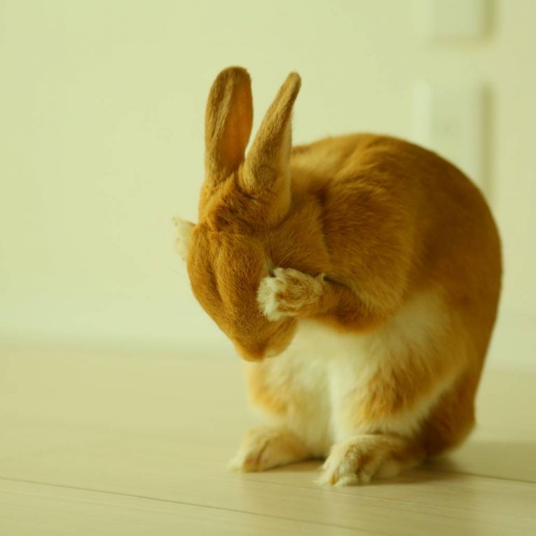 めるちゃん