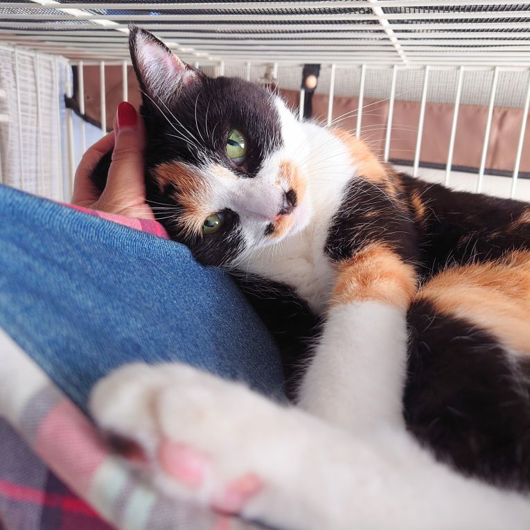 都ちゃんちゃん