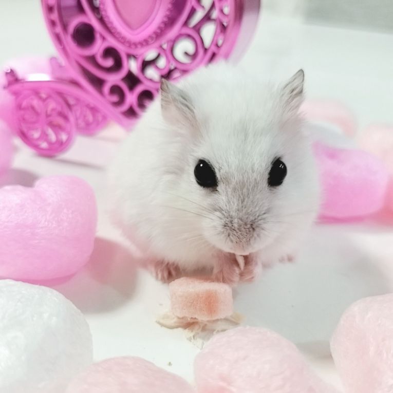 ろーずちゃん