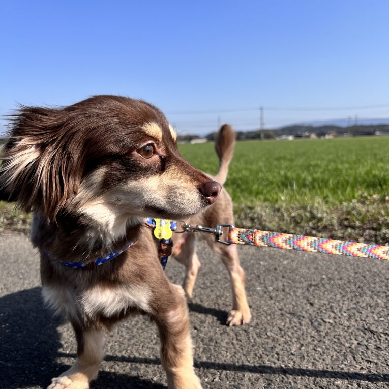 モッチー  ちゃん