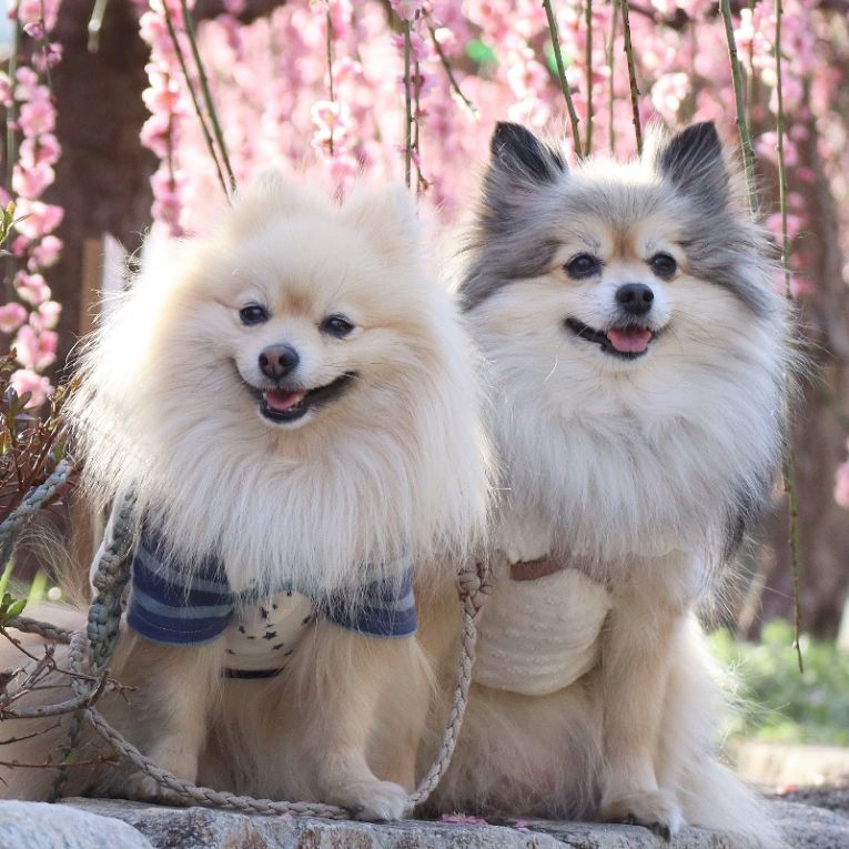 コロン＆シフォンちゃん