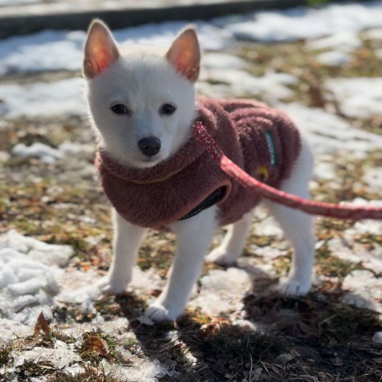 ぽんちゃん