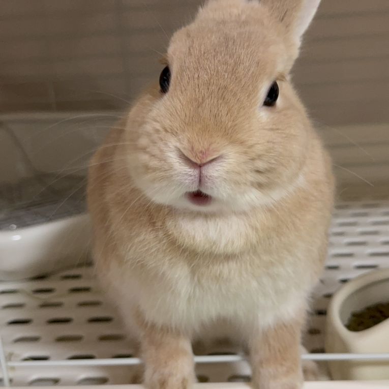 めめちゃん