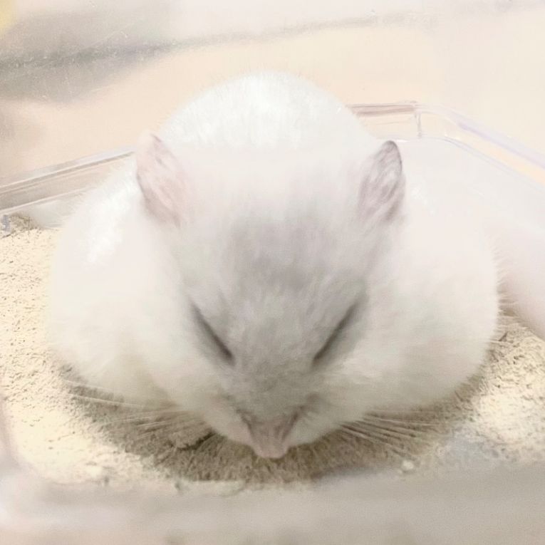 チュチュちゃん