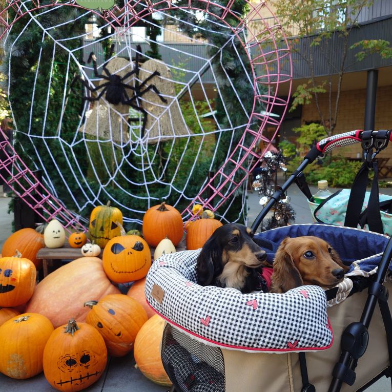 マノン　ラナンちゃん