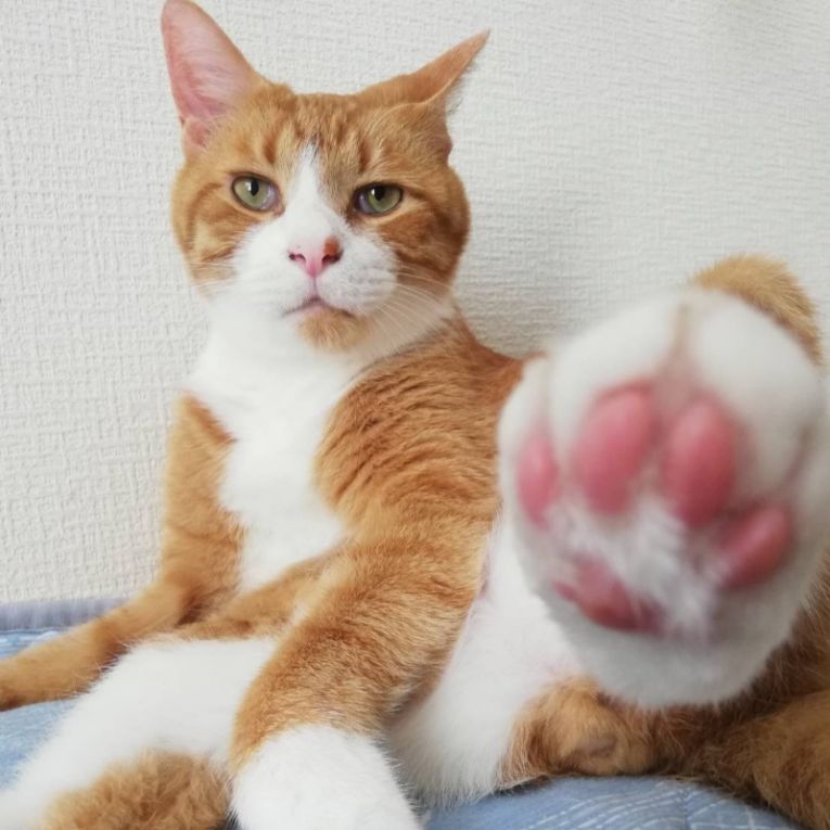 ぱんちゃん