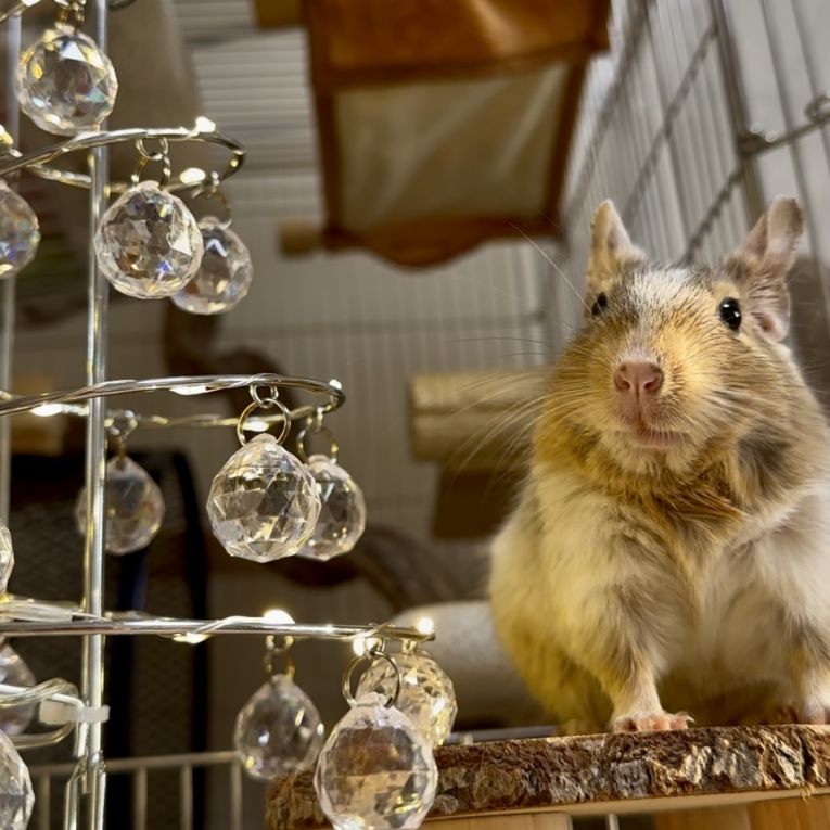 ちょろまるちゃん