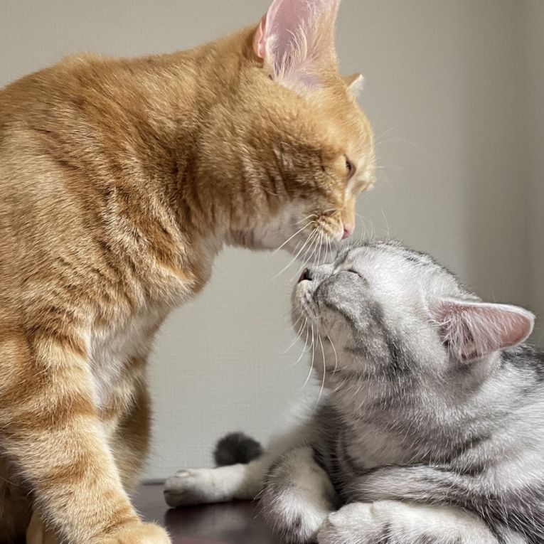 ノア はるくちゃん