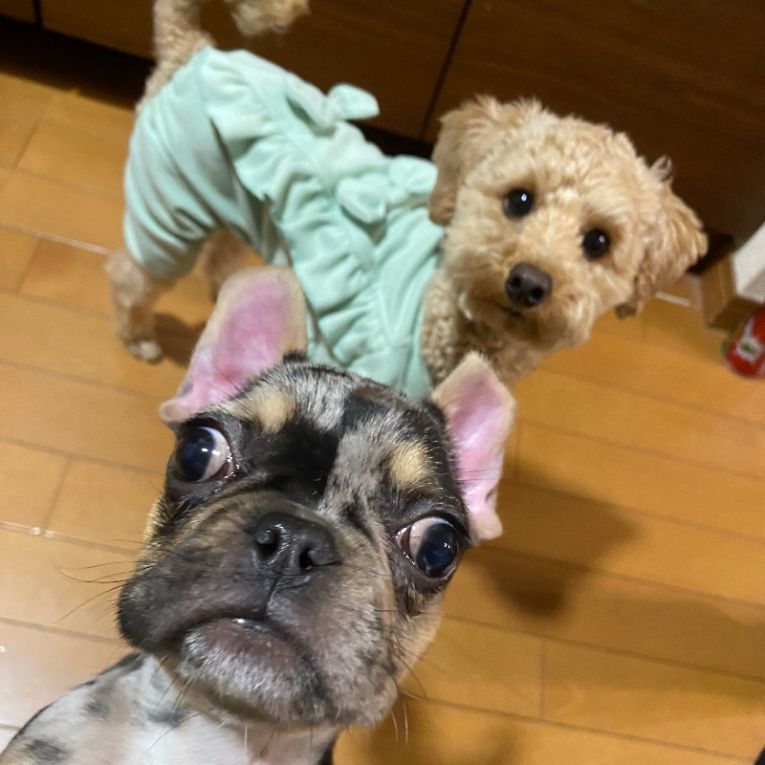 嵐丸と胡麻味噌ちゃん