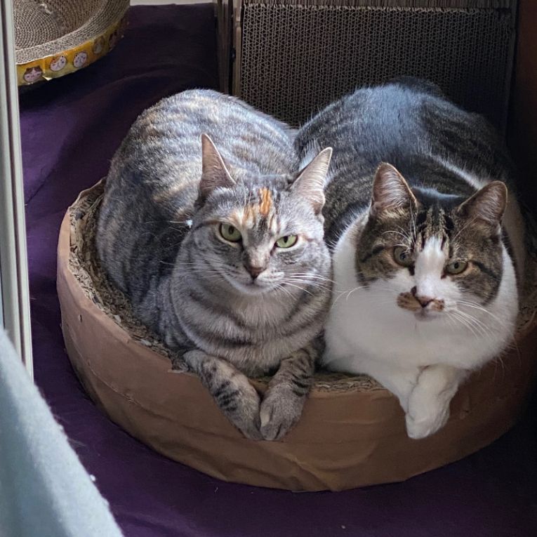 グレイ虎子　　ブルースちゃん