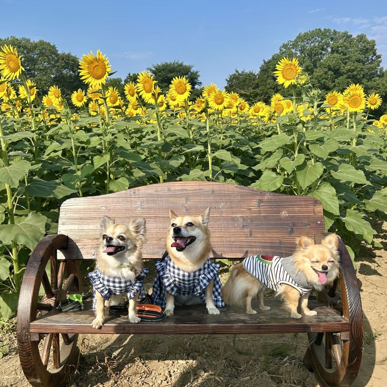 あずき さつき ゆうきちゃん