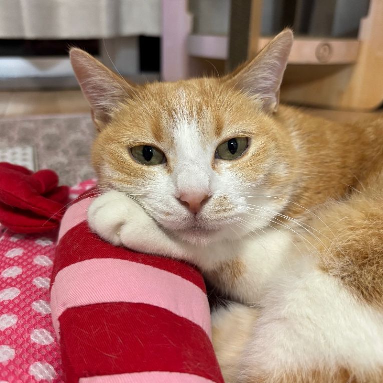 おふうちゃん