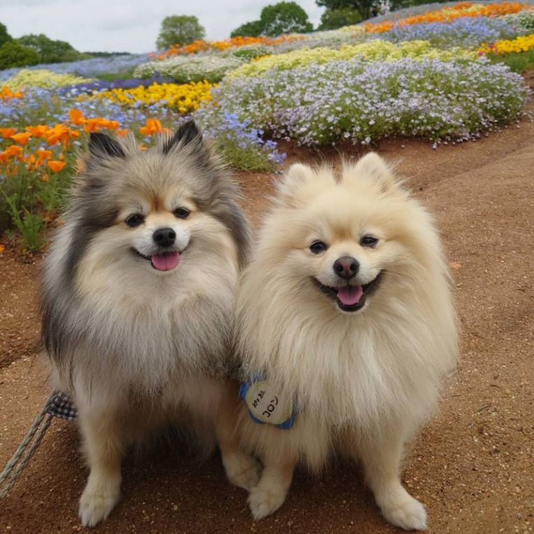 コロンとシフォンちゃん