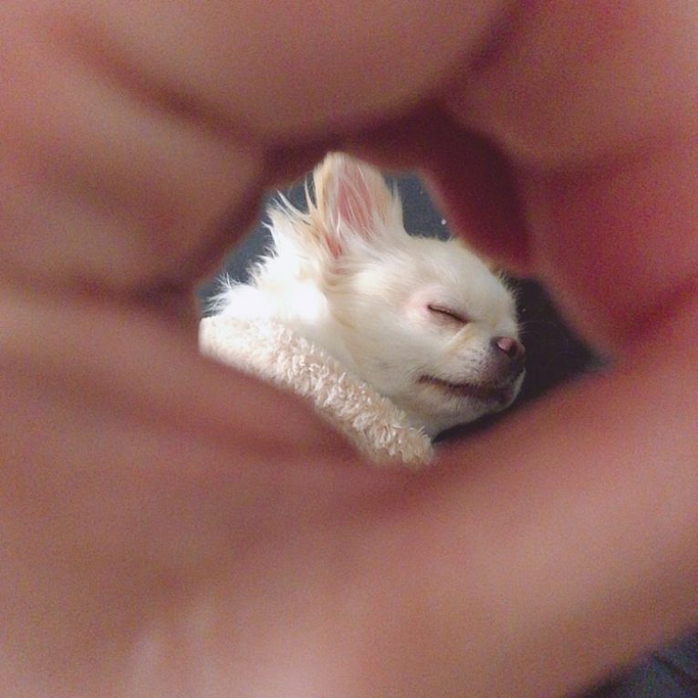 ぱんちゃん