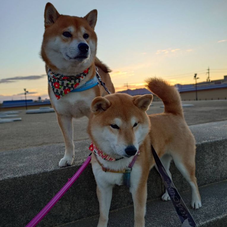もも＆翔太ちゃん