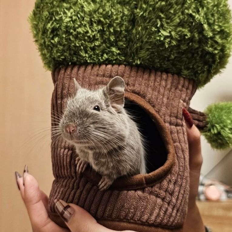 おもちちゃん