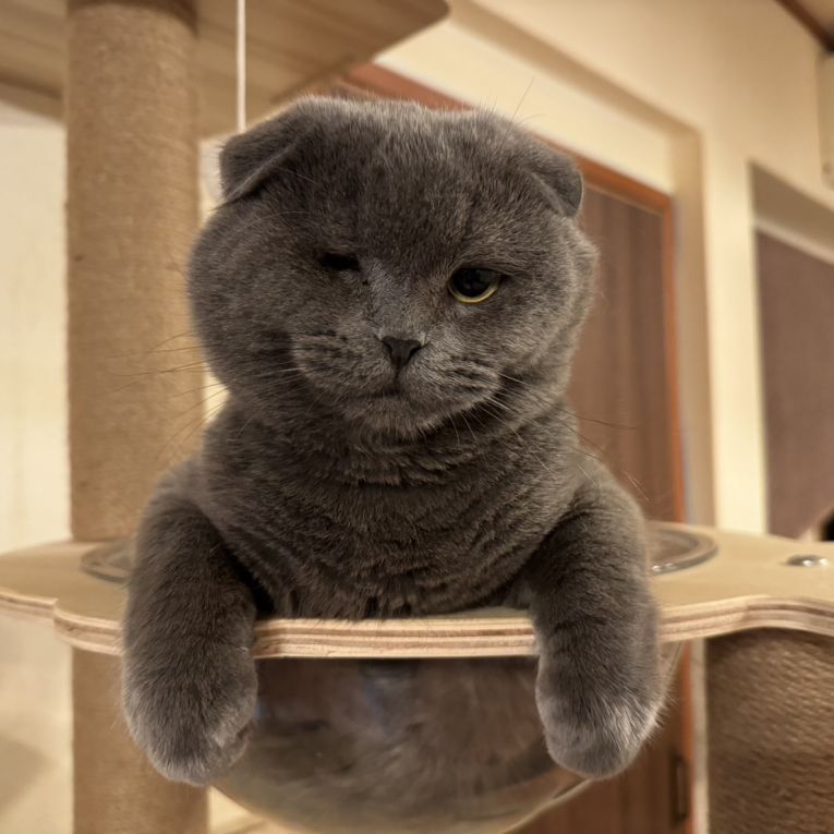 ぼんてん丸ちゃん