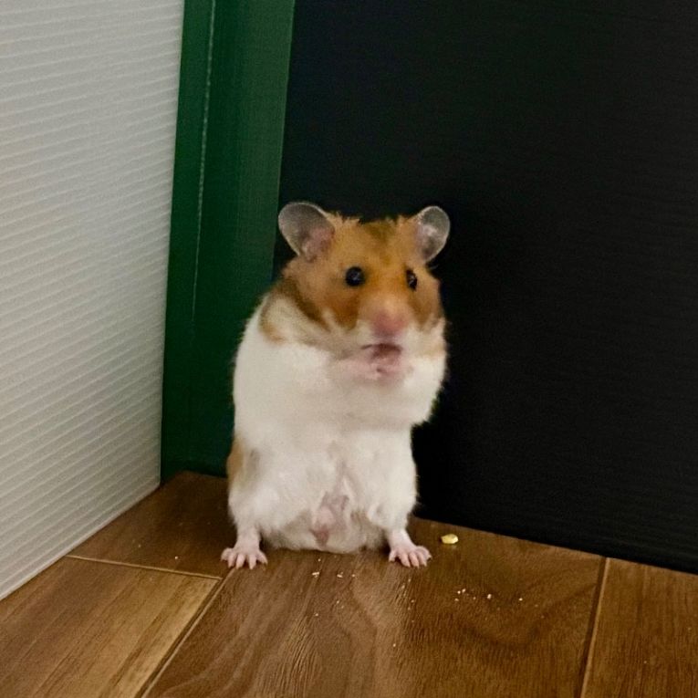 どん兵衛ちゃん