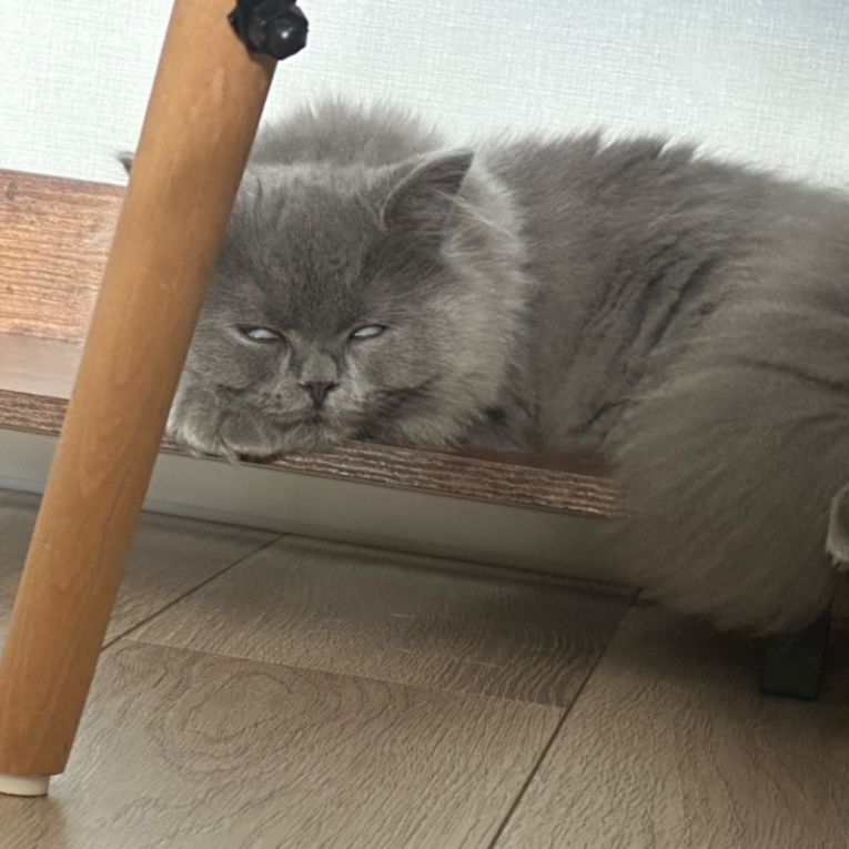 ベルちゃん