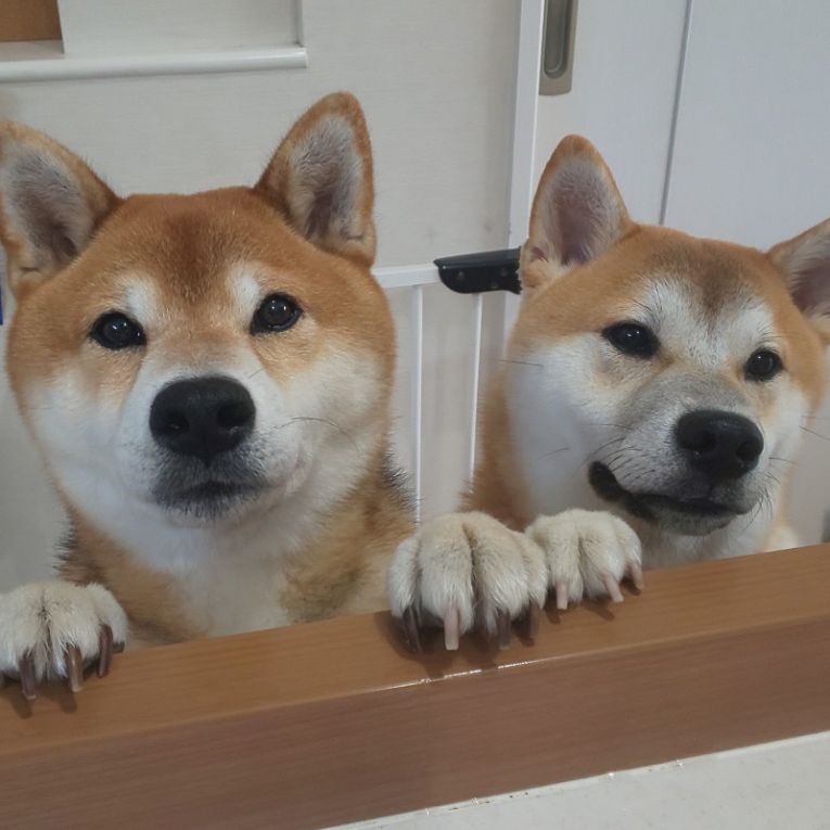 元気&きなこちゃん