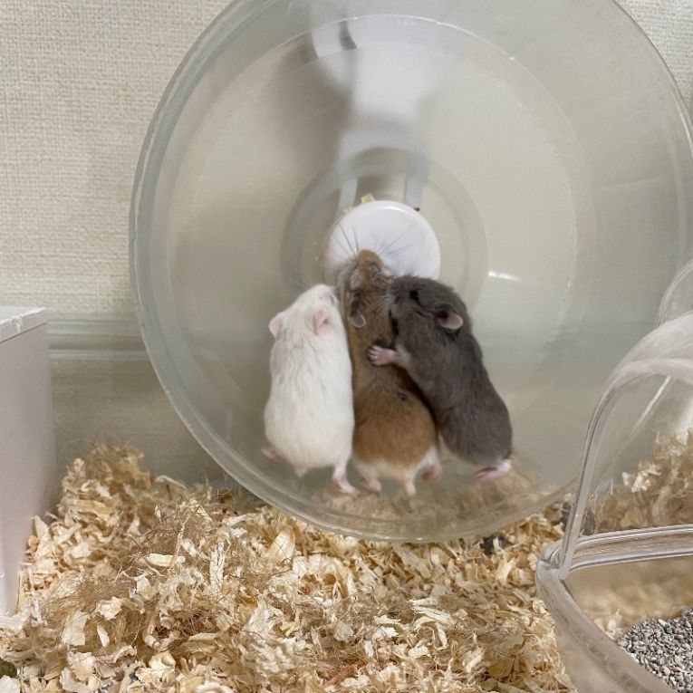 ハムズちゃん