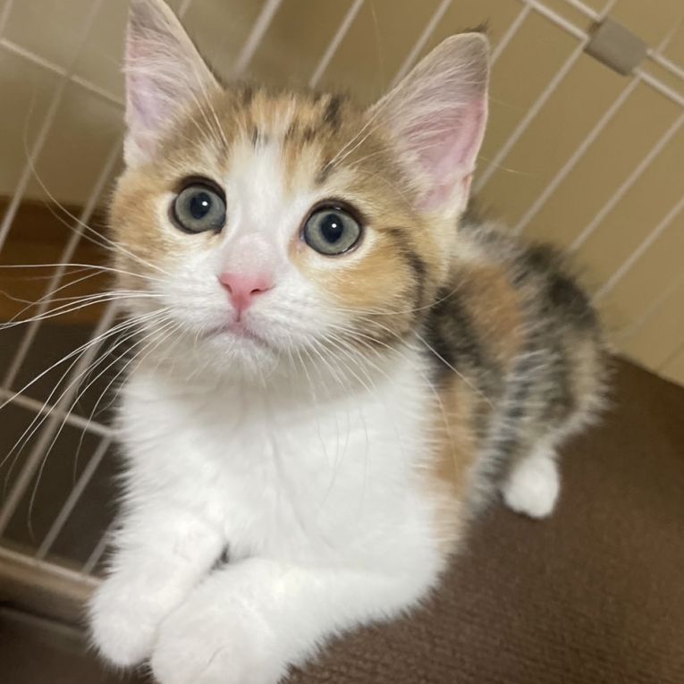 モチちゃん