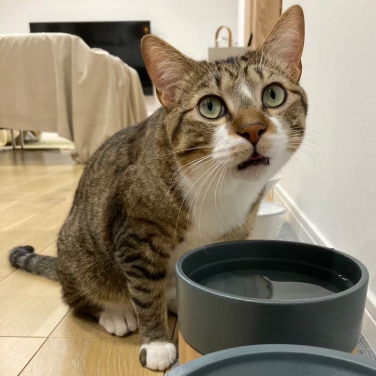 おはぎちゃん