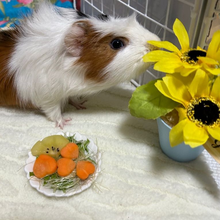 ププちゃん