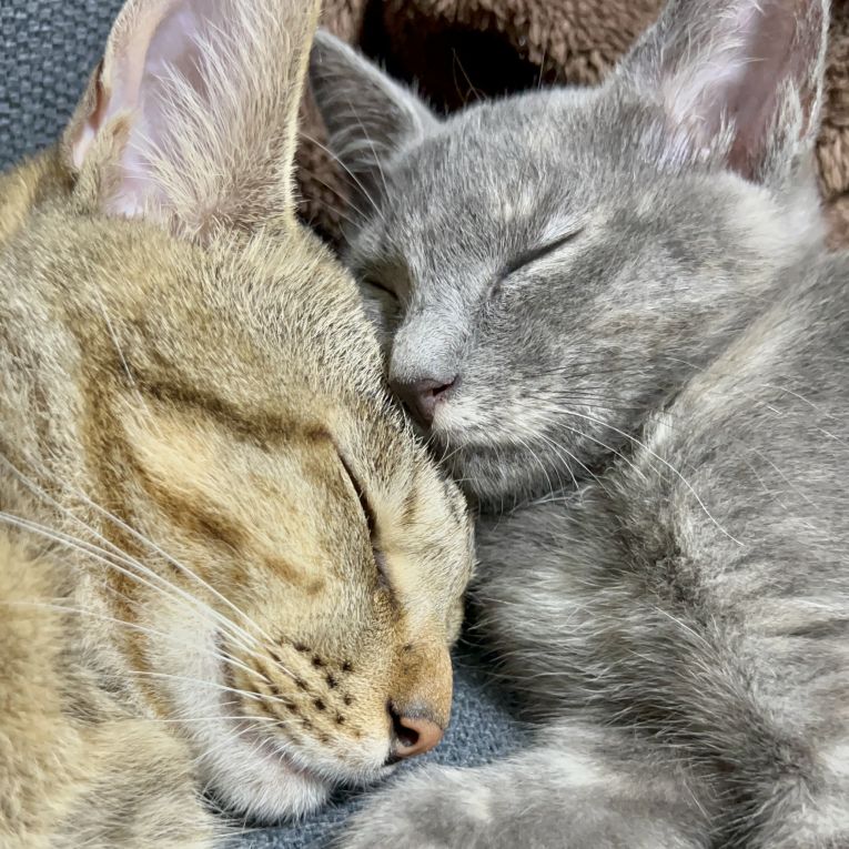 ピンとグレちゃん