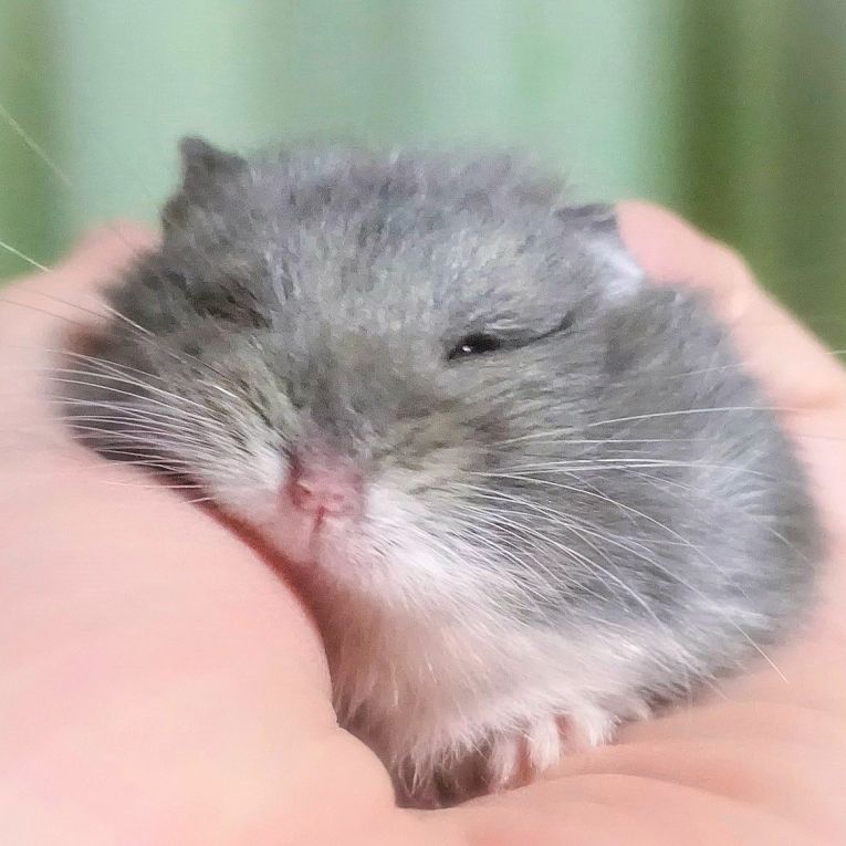 チー太ちゃん
