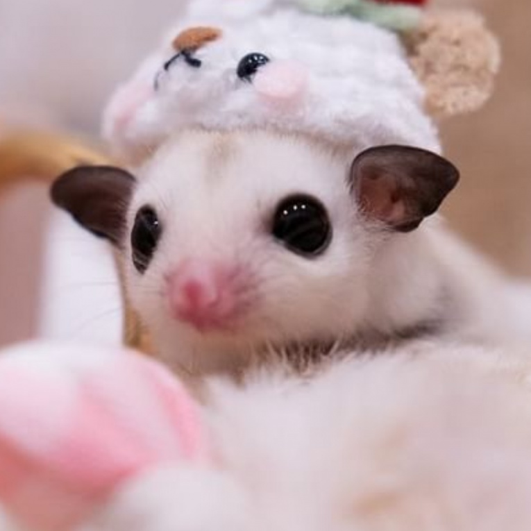 ルルちゃん