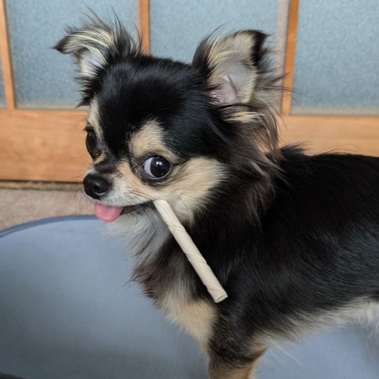 ショコラちゃん