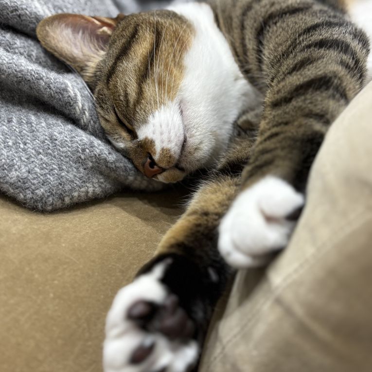 おはぎちゃん